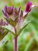 Parentucellia latifolia