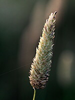 Phalaris aquatica