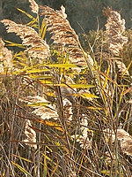 Phragmites australis