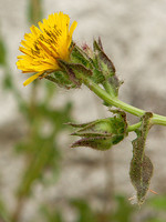 Picris echioides
