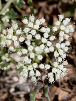 Pimpinella villosa