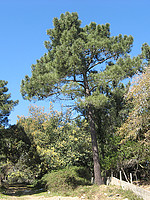Pinus pinaster