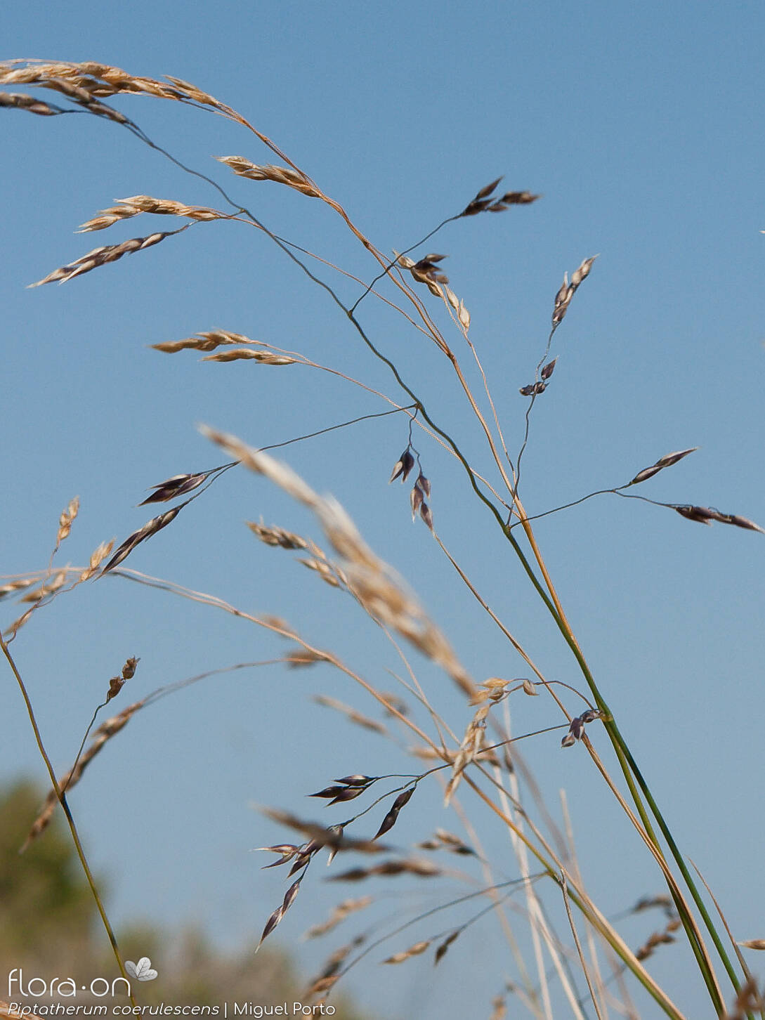 Piptatherum coerulescens