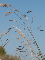 Piptatherum coerulescens