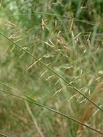 Piptatherum miliaceum