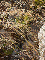 Piptatherum miliaceum