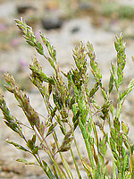 Poa annua