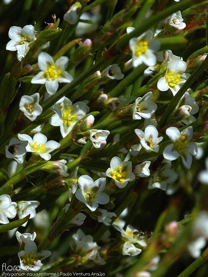 Polygonum equisetiforme