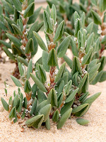 Polygonum maritimum