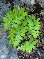 Polypodium cambricum