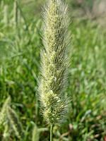 Polypogon monspeliensis