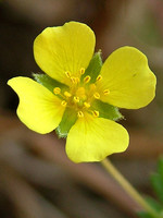 Potentilla erecta