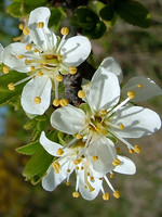 Prunus spinosa