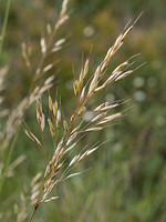 Pseudarrhenatherum pallens