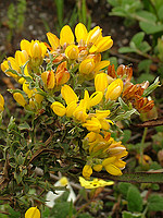 Pterospartum tridentatum