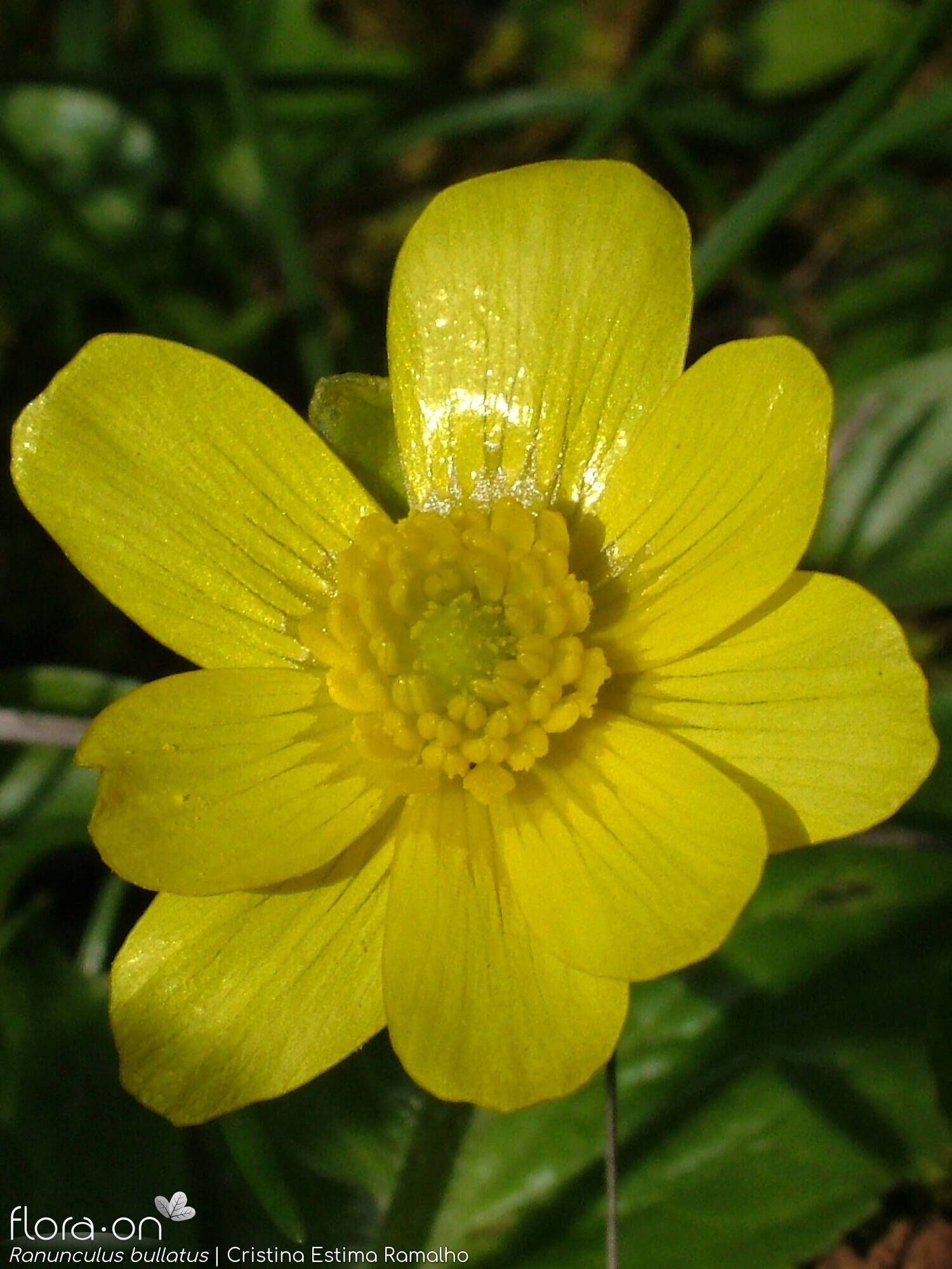 Ranunculus bullatus