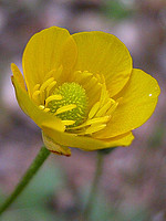 Ranunculus paludosus
