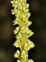 Reseda luteola