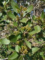 Rhamnus alaternus