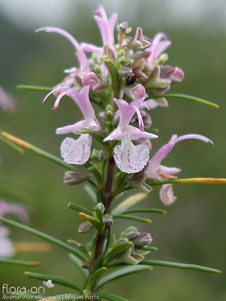 Rosmarinus officinalis