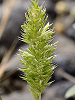 Rostraria cristata