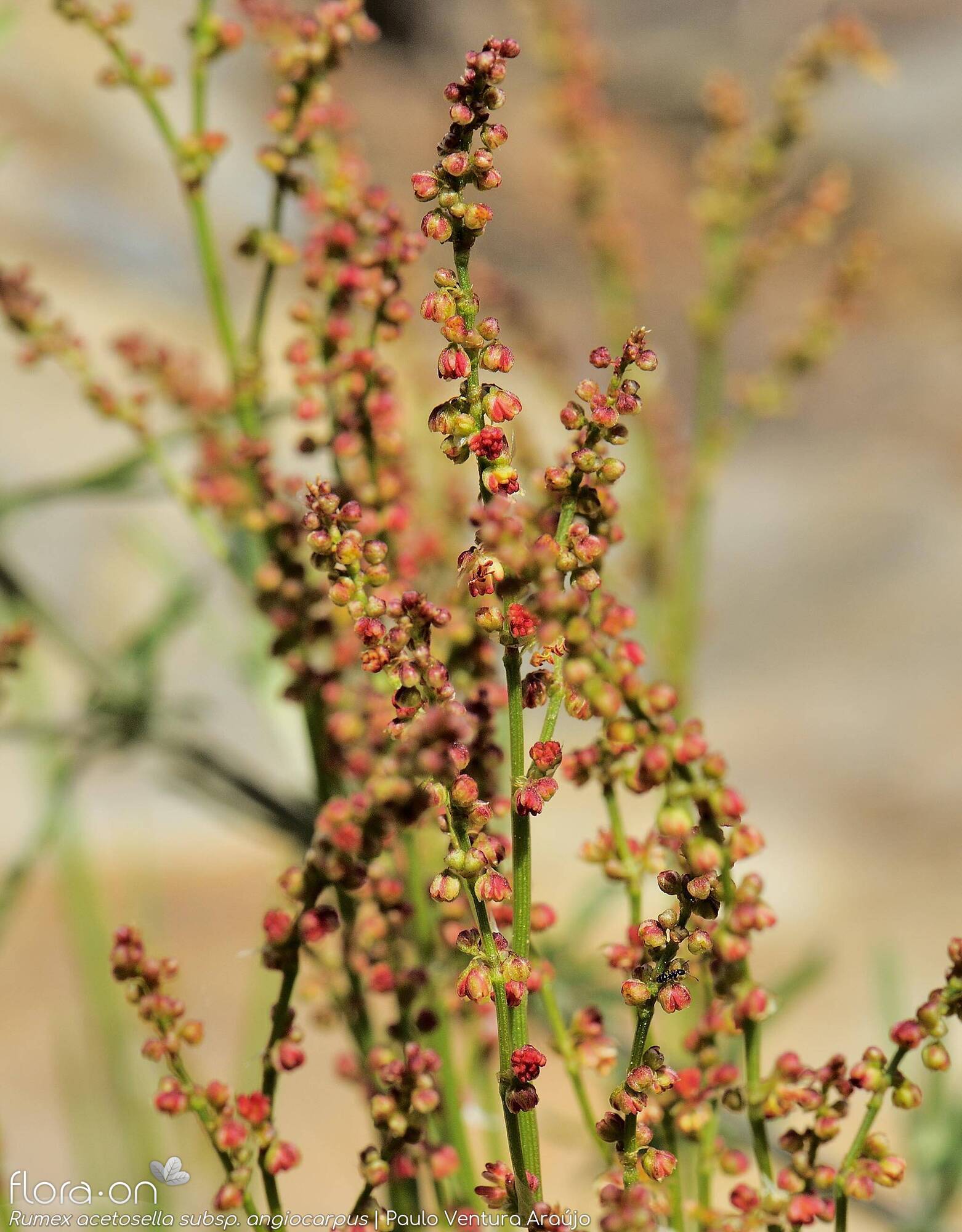 Rumex acetosella