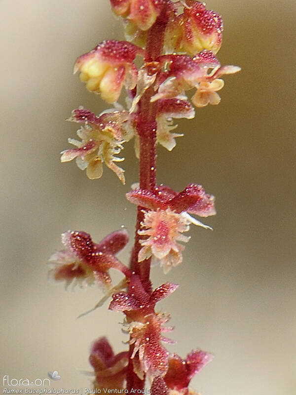 Rumex bucephalophorus