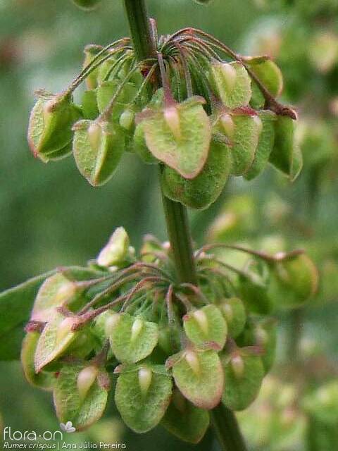 Rumex crispus