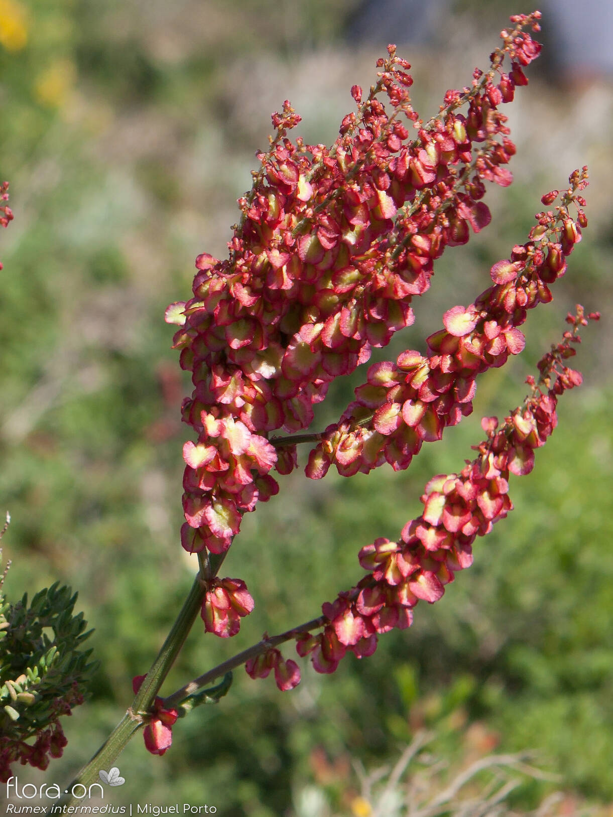 Rumex intermedius