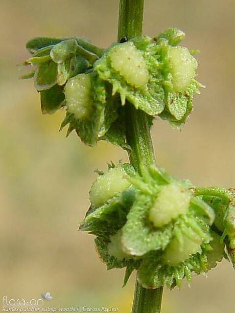 Rumex pulcher