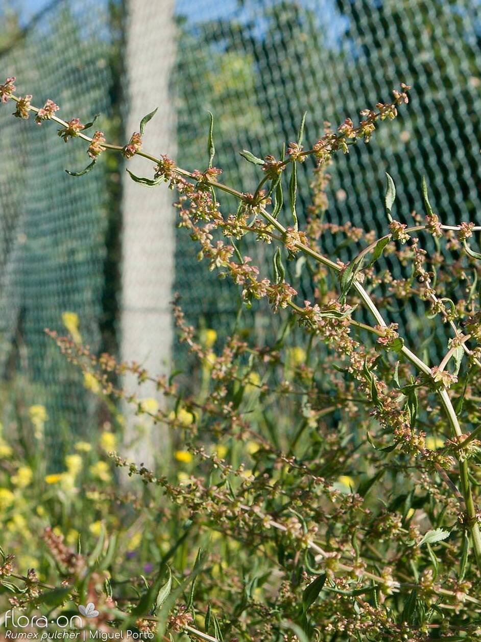 Rumex pulcher