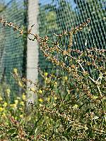 Rumex pulcher