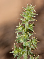 Salsola kali