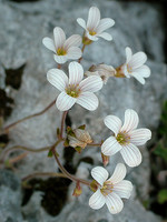 Saxifraga granulata