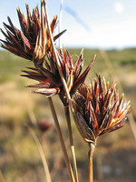 Schoenus nigricans