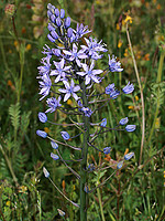 Scilla ramburei