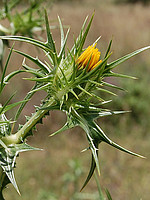 Scolymus maculatus