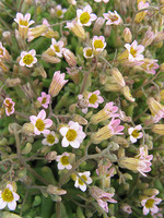 Sedum mucizonia
