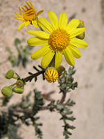 Senecio gallicus
