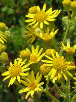 Senecio jacobaea