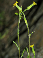 Senecio sylvaticus