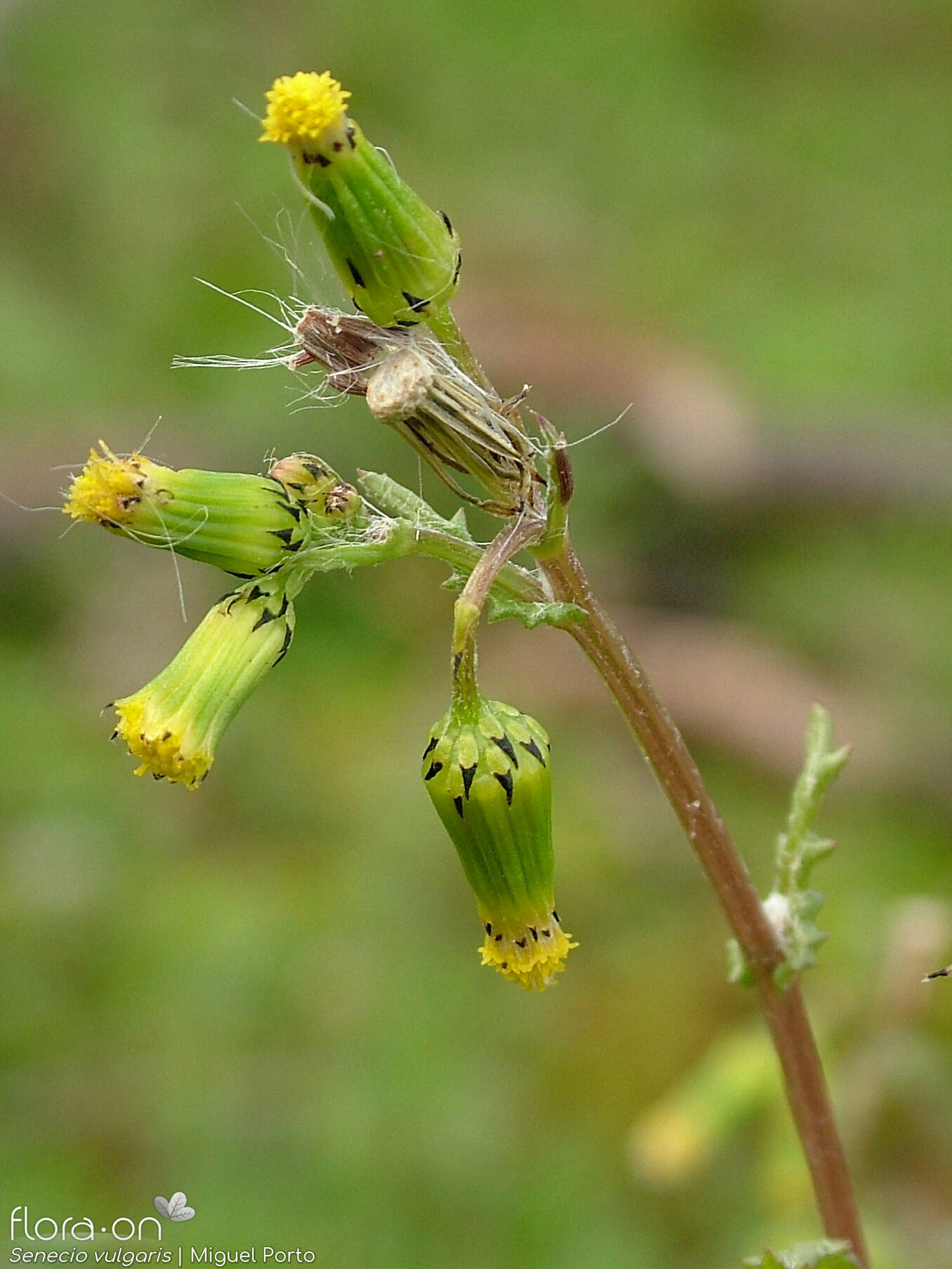 Senecio vulgaris