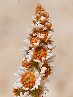 Sesamoides spathulifolia