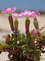 Silene littorea