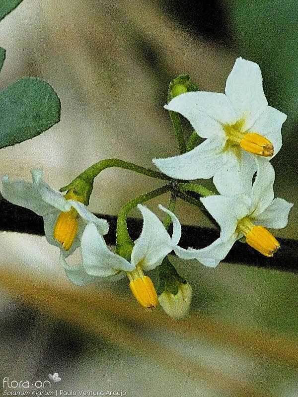 Solanum nigrum