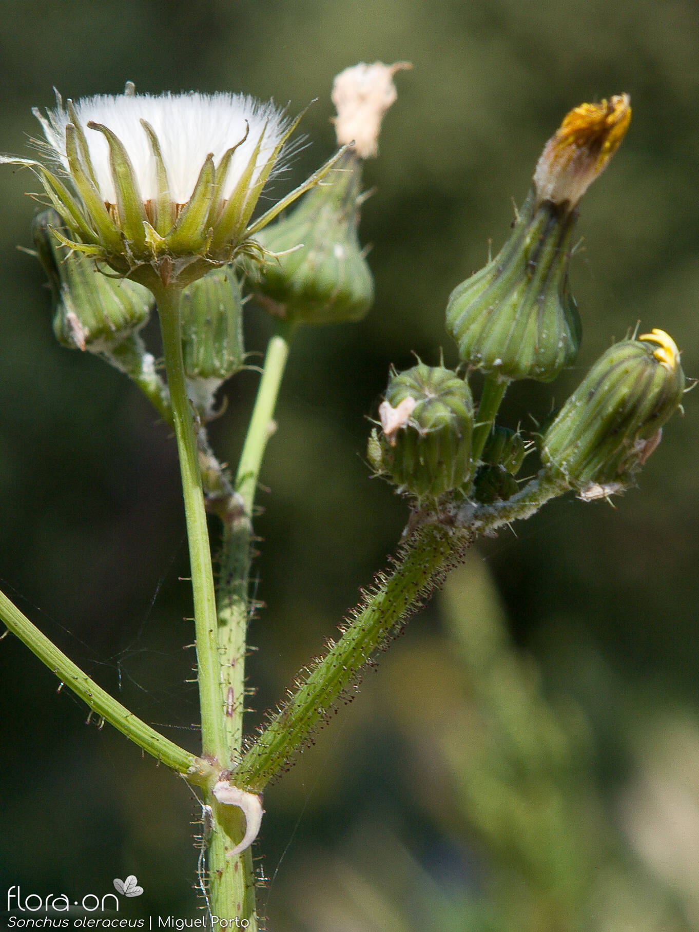 Sonchus oleraceus