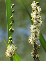 Sparganium erectum