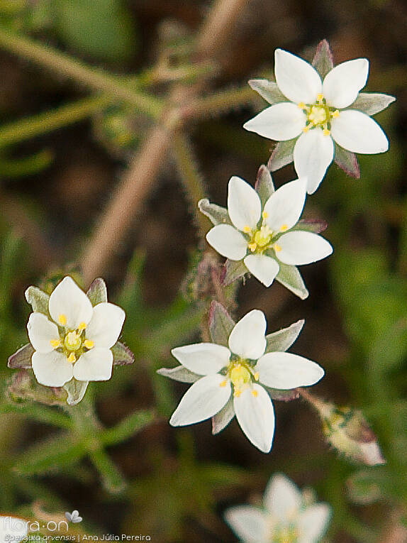 Spergula arvensis