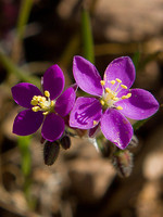 Spergularia purpurea