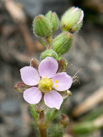 Spergularia rupicola